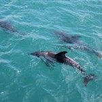 Schwimmen mit Delphinen in den Marlborough Sounds